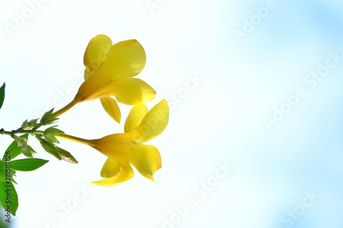 A bouquet of yellow Allamanda flower blossom with green leaves and day light on white blue sky background