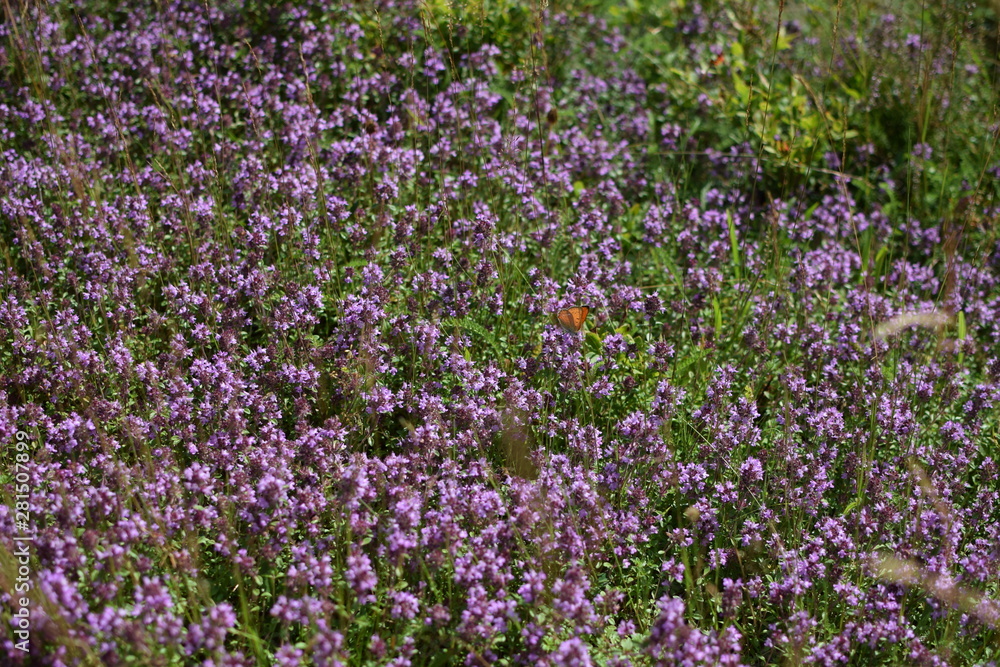 purple flowers in the garden purple flowers in the garden