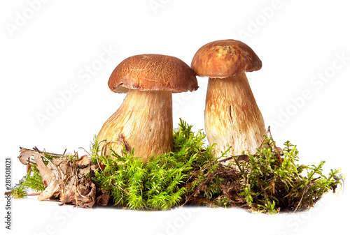 Boletus. Mushrooms and moss. Boletus on a white background.