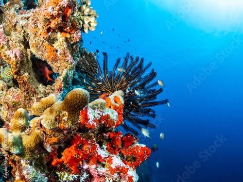 Korallen und Fische aus Christmas Island