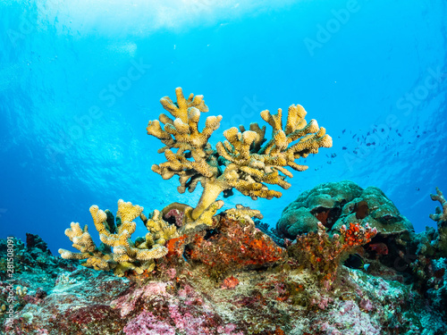 Korallen und Fische S  d Ost Asiens