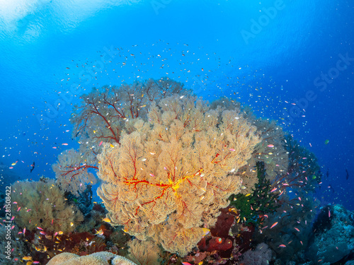 Korallen und Fische Süd Ost Asiens