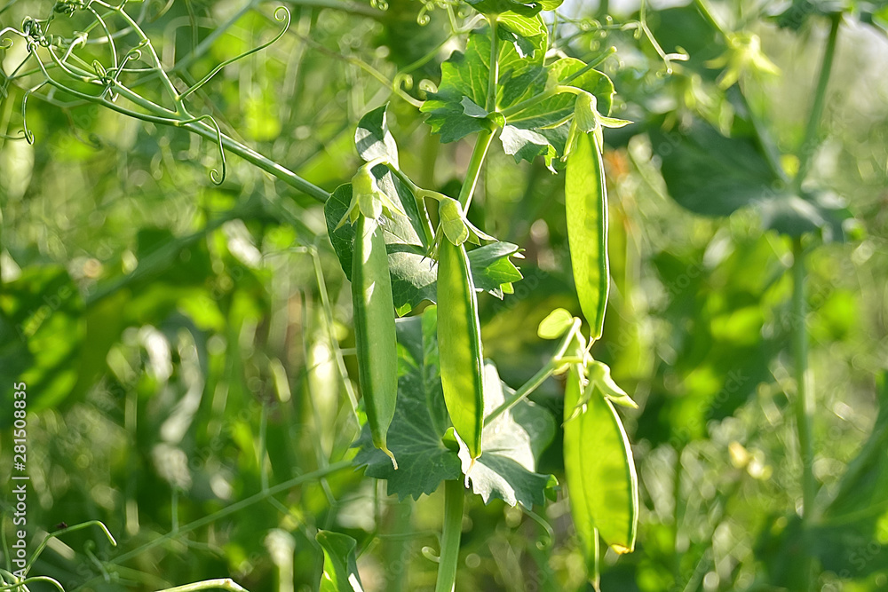 Fototapeta premium Pods of green peas on a green blurred background.