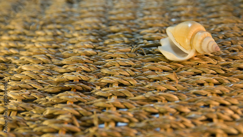 shell on the basket sunshine evening. photo