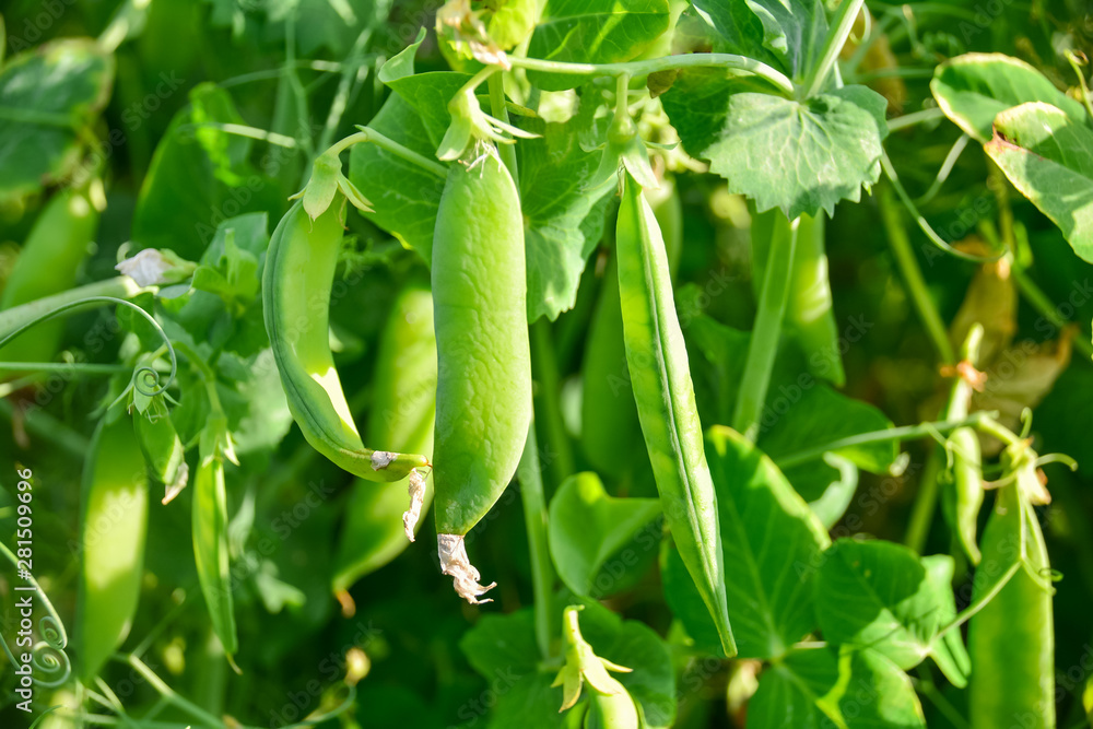 Pods of green peas on a green blurred background. Pods of green peas on a green blurred background.