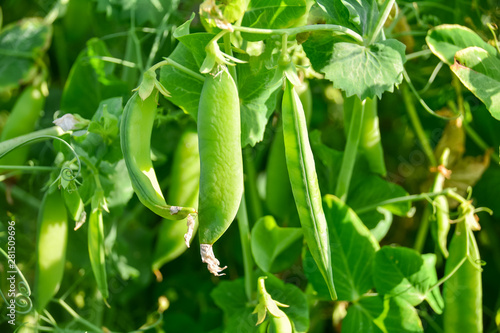 Pods of green peas on a green blurred background.