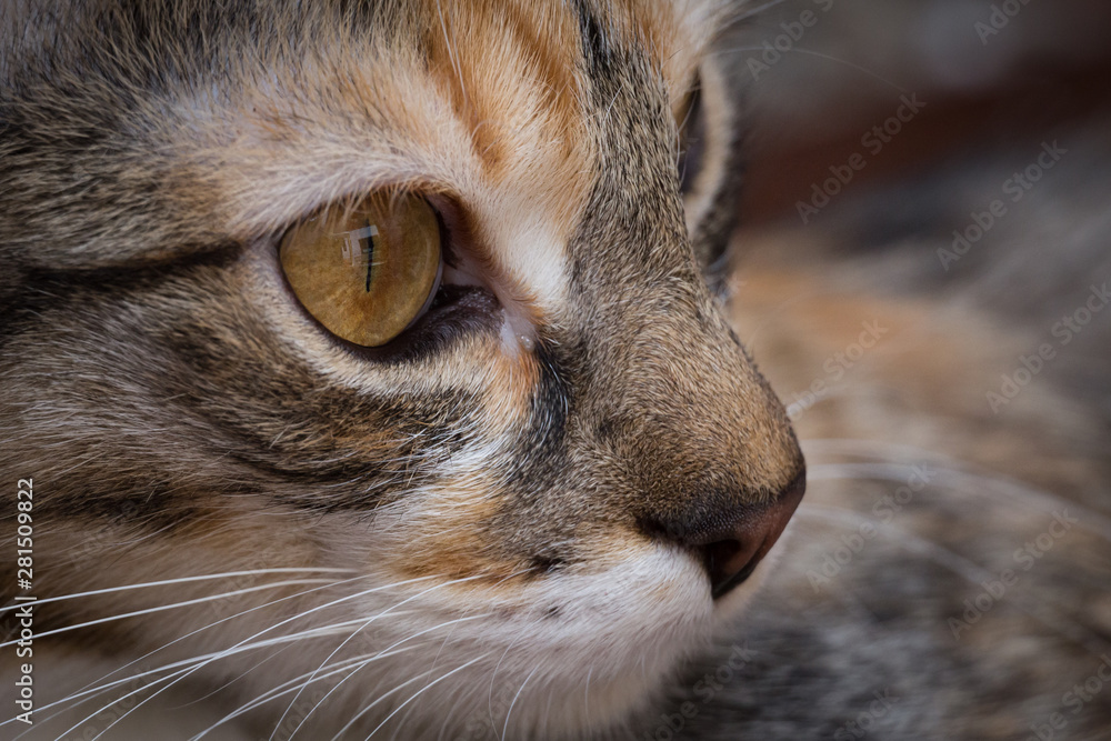 Cara de gato Cara de gato