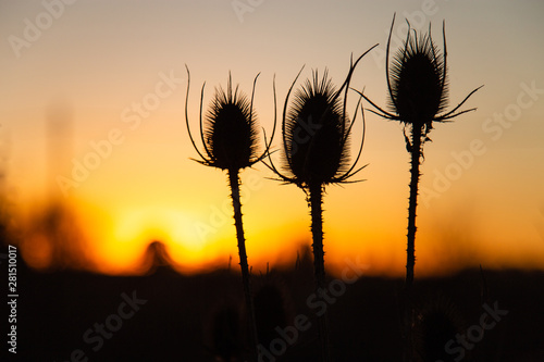 thistles at sunset