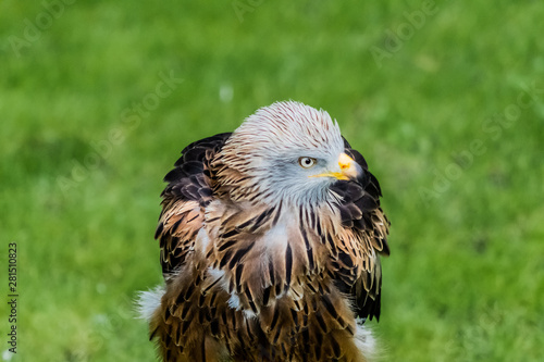 a real kite resting in his innkeeper photo