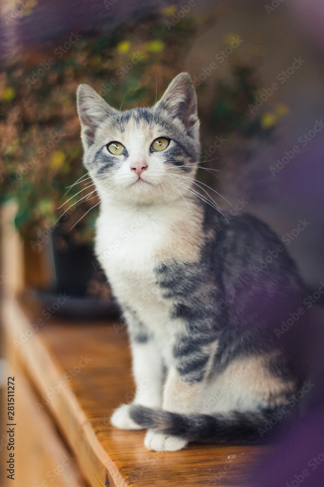 Cat looking at the direction of attention. Curiosity of cats. Cat looking at the direction of attention. Curiosity of cats.