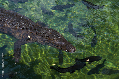 Cocodrilo nadando en reserva marina con peces