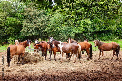 herd of horses feeding © Melanie