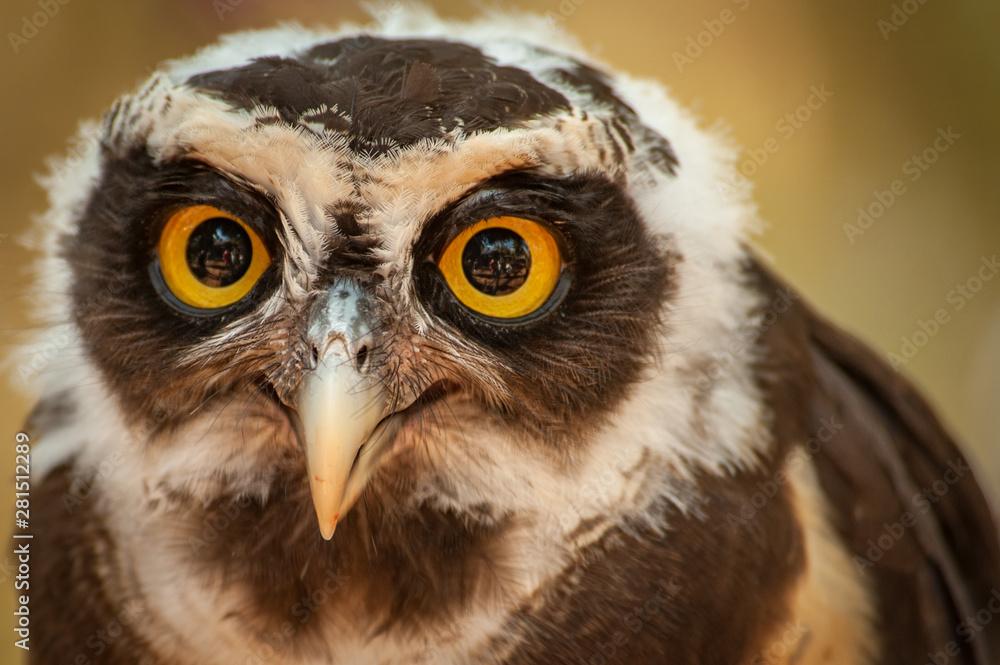 close up head shot with eyes bright of a Spectacled Owl (Pulsatrix perspicillata) with big orange eyes close up head shot with eyes bright of a Spectacled Owl (Pulsatrix perspicillata) with big orange eyes