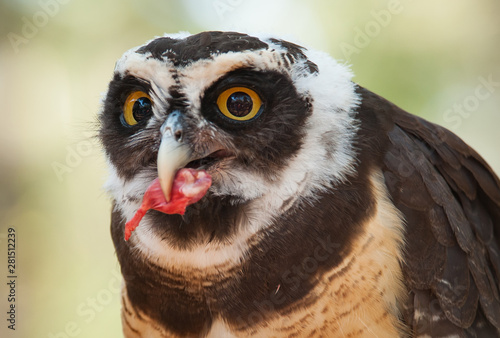 close up head shot  of a Spectacled Owl (Pulsatrix perspicillata) with big orange eyes eating a piece of meat. photo