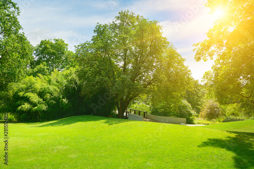 Fototapeta Naklejka Na Ścianę i Meble -  Bright sun in green summer park.