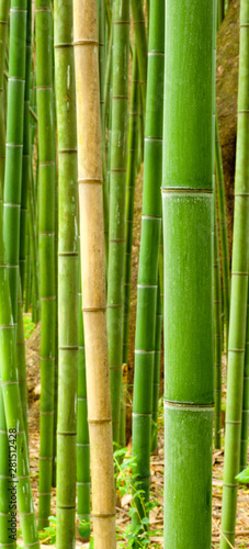 Fototapeta Naklejka Na Ścianę i Meble -  Close up of many stalks of bamboo growing wild by a river.