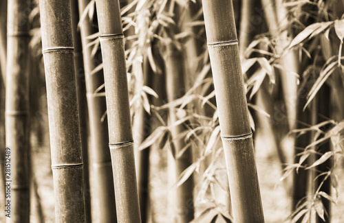 Beautiful horizontal sepia image of bamboo stalks with leaves in the background