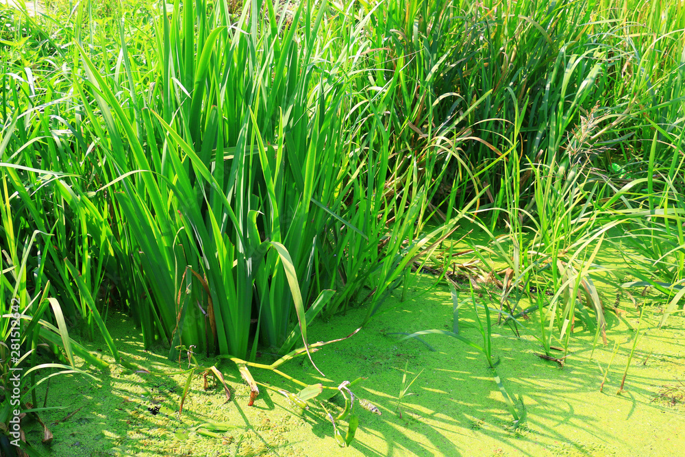 Fototapeta premium pond and water plants at summer day