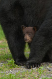 Baby black bear hides under it's mother bear as it looks at the camera feeling safe.
