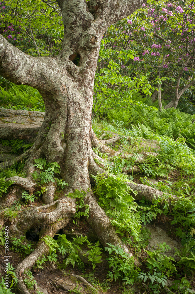Fototapeta premium Beautiful old tree along the path on the way to Graggy Garden Pinnacle in Asheville, NC, USA near the Great Smoky Mountains National Park.