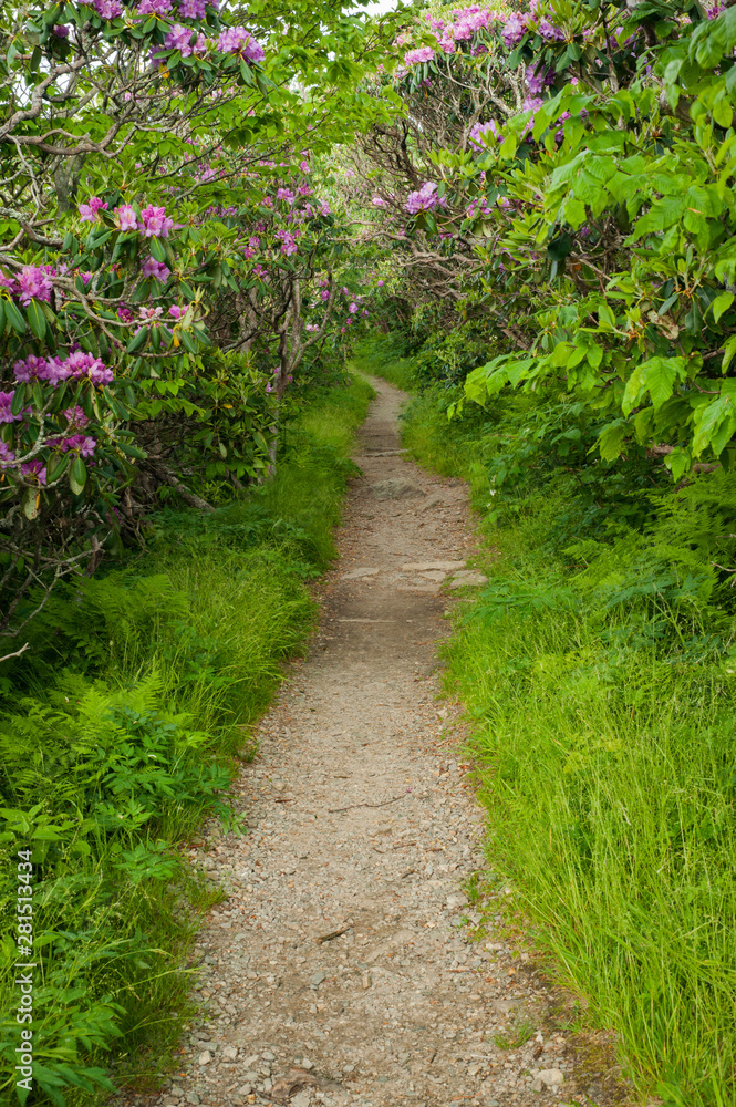 Path on the way to Craggy Gardens in Asheville, NC near the Great Smoky Mountains National Park. Path on the way to Craggy Gardens in Asheville, NC near the Great Smoky Mountains National Park.