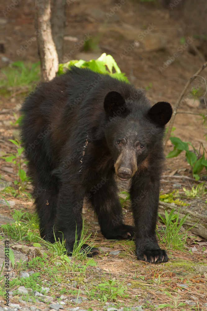 A lone wild black bear searches for food by a wood pile near the Great Smoky Mountains National Park.