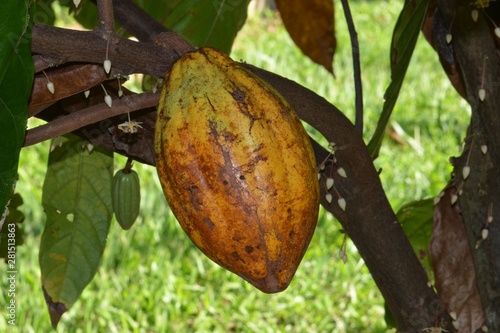 Cocoa fruit on tree 