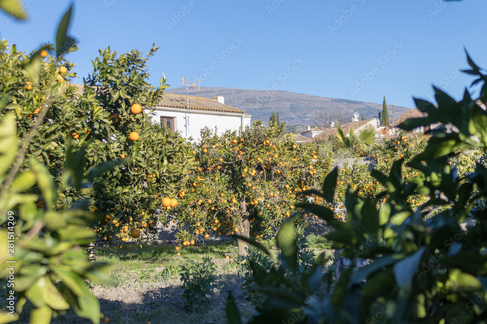 Photo of orange trees