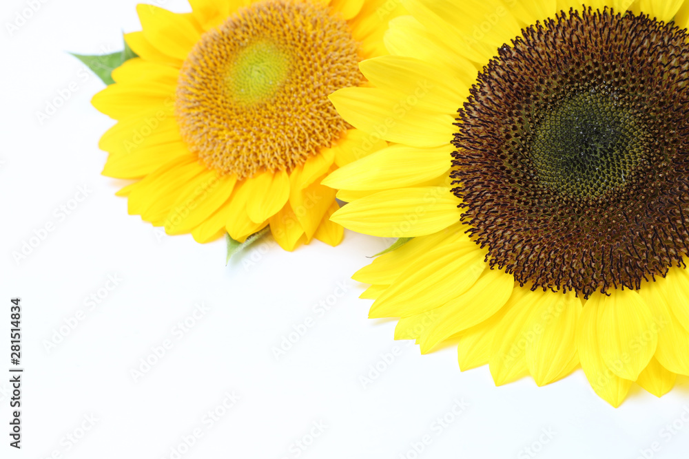 Fototapeta premium ヒマワリ