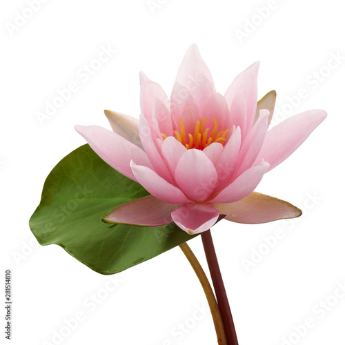Pink lotus flower or water lily with green leaf isolated on white background photo