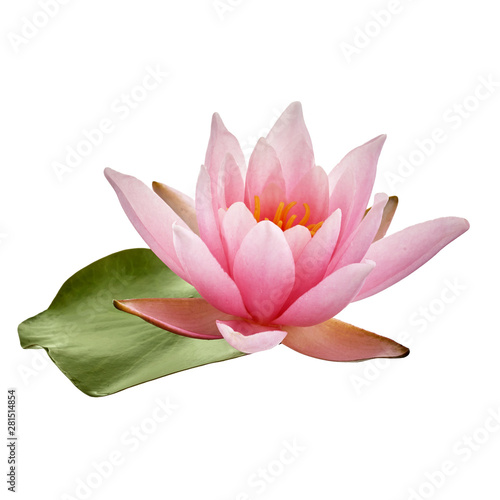 Pink lotus flower or water lily with green leaf isolated on white background