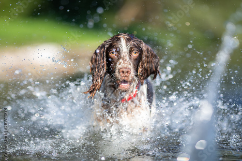 English Springer Spaniel dog, playing in the water
