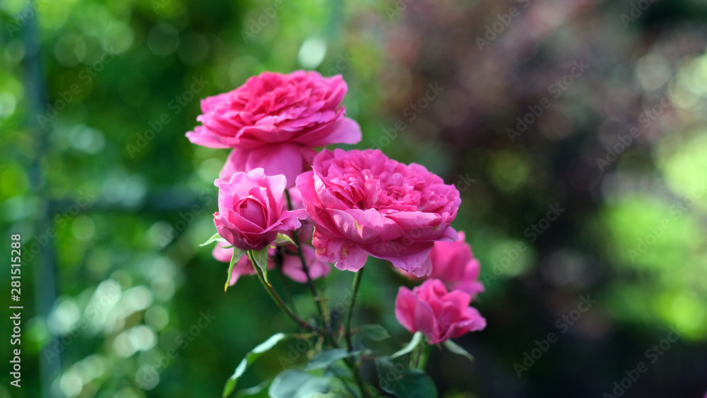 Fototapeta premium Red rose at the garden