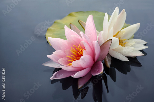 rozowe-i-biale-kwiaty-lotosu-lub-kwiaty-lilii-wodnej-kwitnace-na-stawie