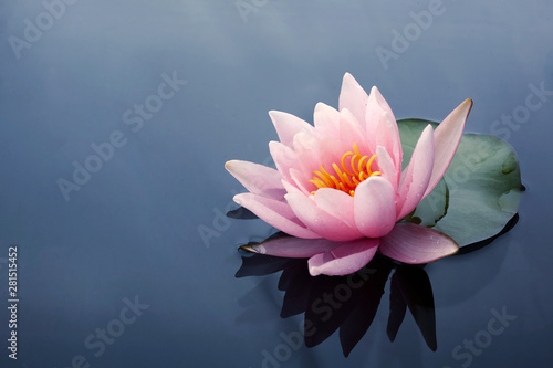 Murais de parede Beautiful pink lotus or water lily flowers blooming on pond