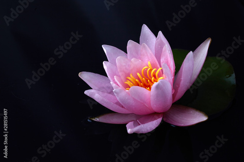 lotus or water lily, isolated on the black background