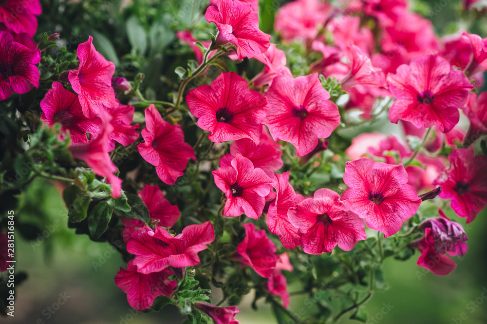 Many beautiful pink petunias bloom in spring in the botanical garden. Flowers as a background for advertising. Summer bloom. Many beautiful pink petunias bloom in spring in the botanical garden. Flowers as a background for advertising. Summer bloom.