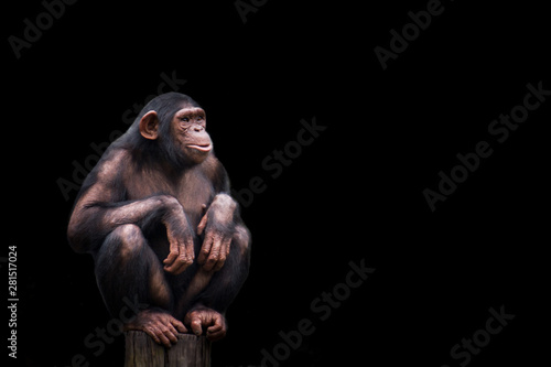 Tablou canvas Chimpanzee or chimp Pan troglodytes isolated
