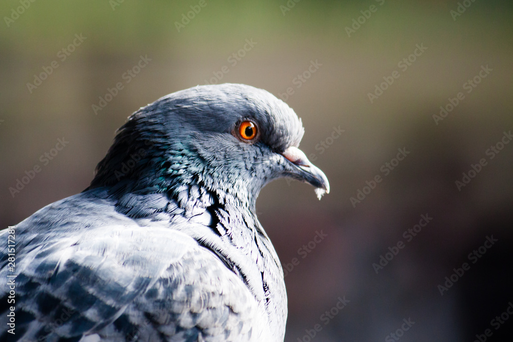 Pigeon bird with orange yellow eyes close up portrait photo with out of focus background.