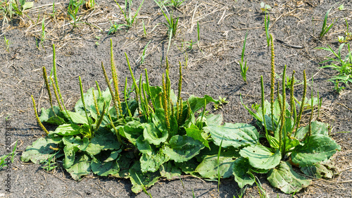Plantago major herb