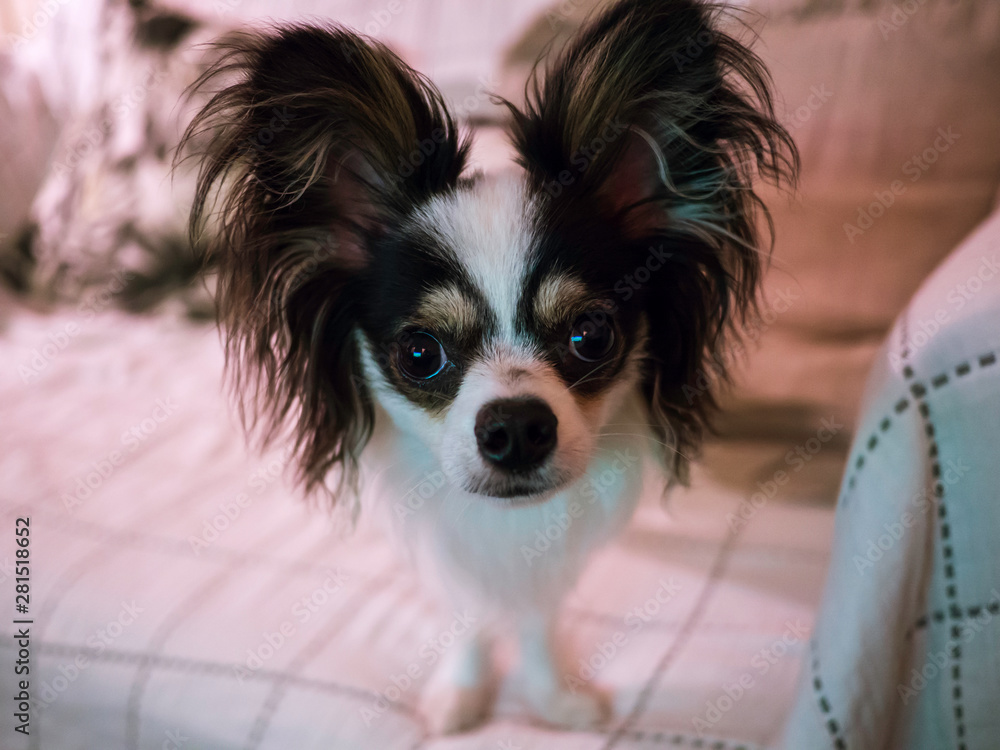 Close up of a long-haired Chihuahua pet dog