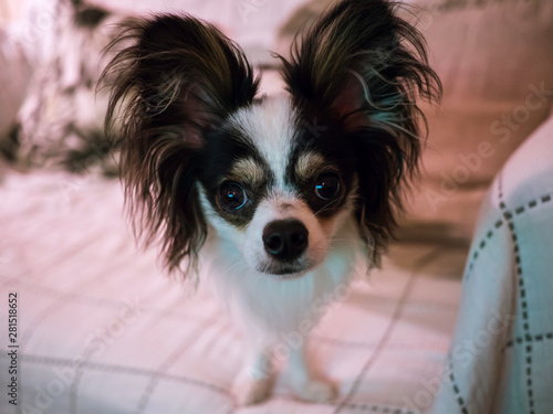 Obraz na płótnie Close up of a long-haired Chihuahua pet dog w salonie