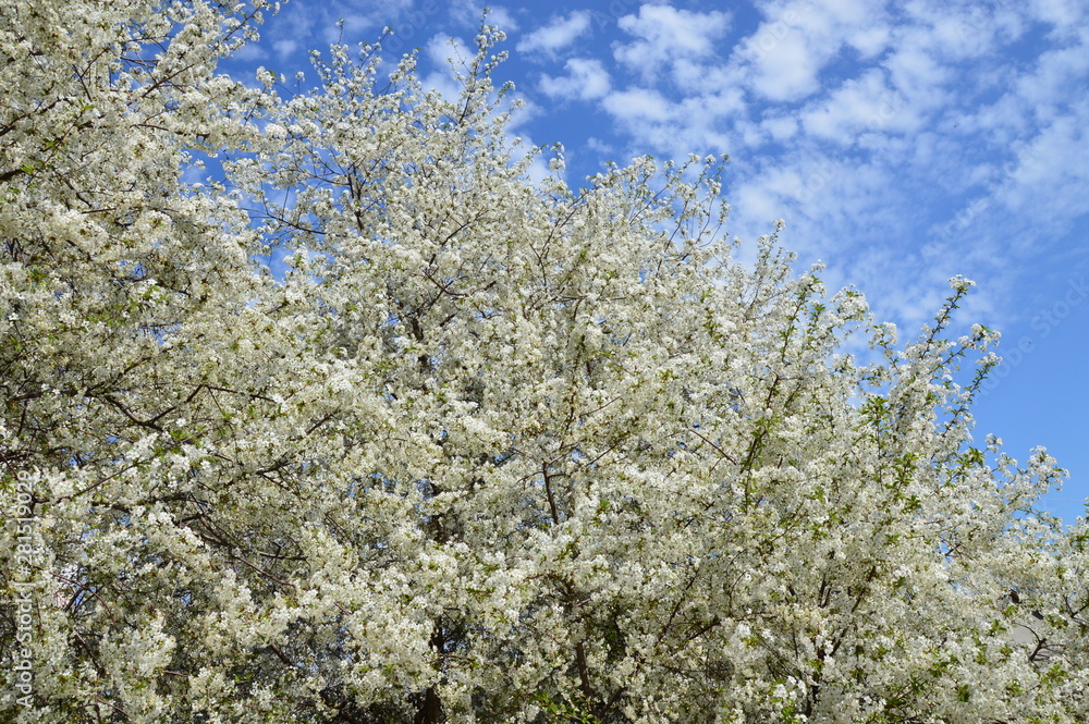 Spring tree blossom on sunny day Spring tree blossom on sunny day