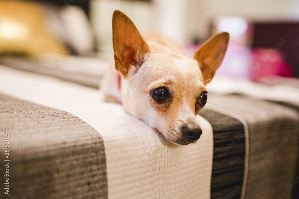 Portrait of the long face of a small dog lying on a sofa. - obrazy, fototapety, plakaty 