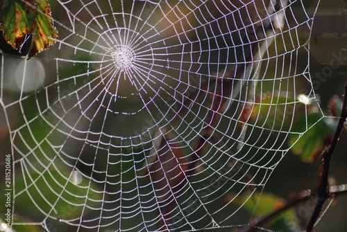 Spider web; Engineering work to observe carefully ....
