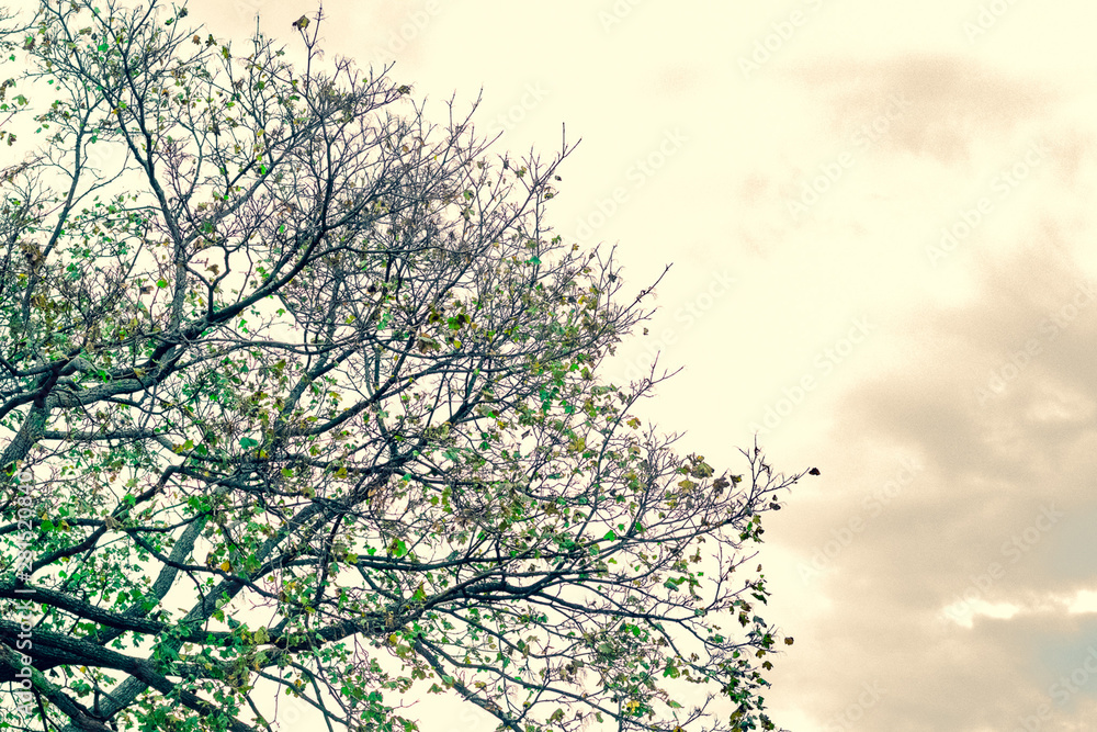 Obraz premium tree and sky