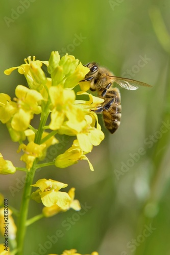 Bee pollinating rapeseed flowers in Spring