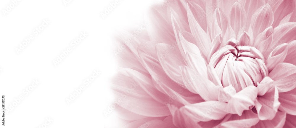 White and pink colourful dahlia flower macro photo with light pastel colors in white wide banner empty background panorama with large negative space for text and design. High key photo. - obrazy, fototapety, plakaty 