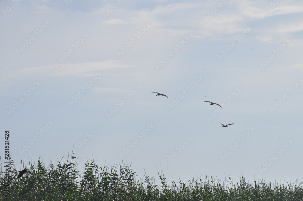 The beautiful birds glossy ibis in the natural environment The beautiful birds glossy ibis in the natural environment