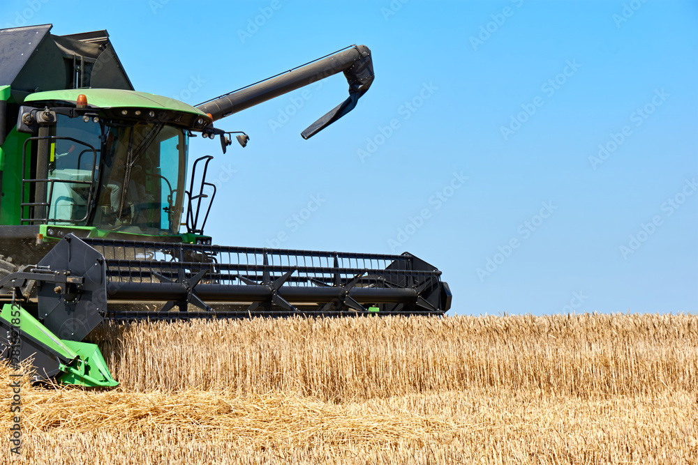 Fototapeta premium Green combine harvester machine harvesting wheat on a wheat field in summer. Sunny blue sky and copy space. 